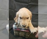 Puppy Black Golden Retriever