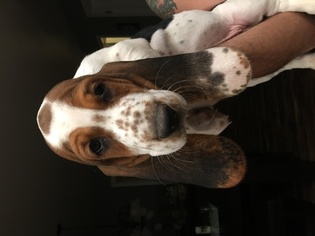 Basset Hound Puppy for sale in STRATFORD, CT, USA