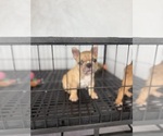Small #4 French Bulldog
