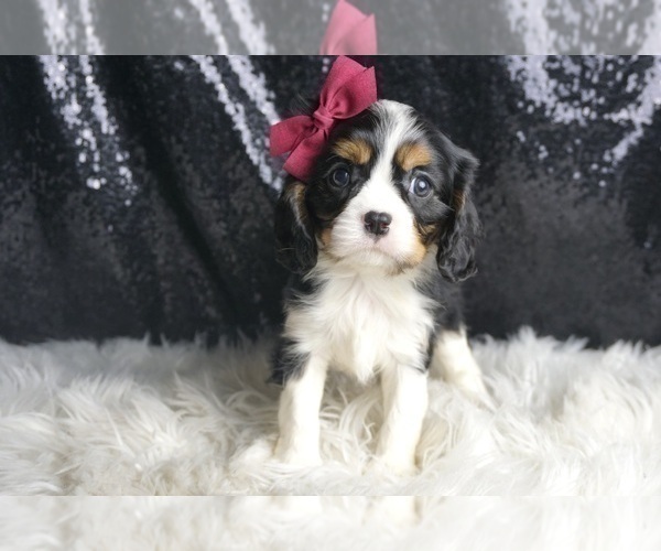 Medium Photo #2 Cavalier King Charles Spaniel Puppy For Sale in WARSAW, IN, USA
