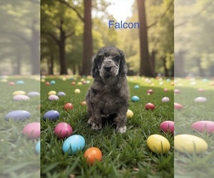 Medium Poodle (Standard)