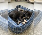 Small #1 Border Collie Mix