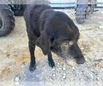 A392758 - Male Labrador Retriever Dog for Adoption - Small photo
