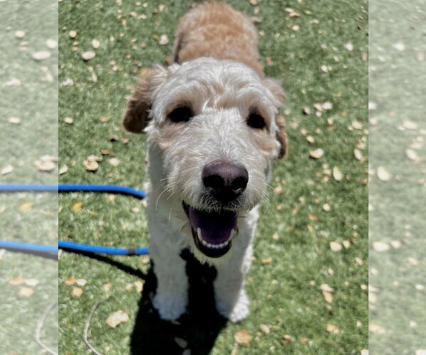 Medium Photo #2 Mutt Puppy For Sale in Salinas, CA, USA