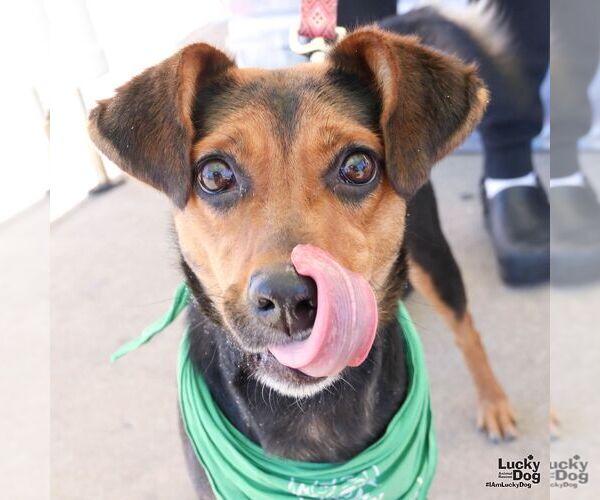 Medium Photo #3 Jack-A-Bee Puppy For Sale in Washington, DC, USA