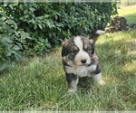 Small Photo #9 Great Bernese Puppy For Sale in ELGIN, OR, USA