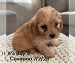 Small #6 Cavapoo (Miniature)
