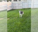 Small #4 Siberian Husky