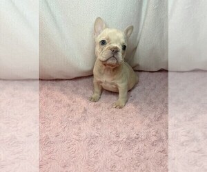 French Bulldog Puppy for Sale in LUCAS, Texas USA