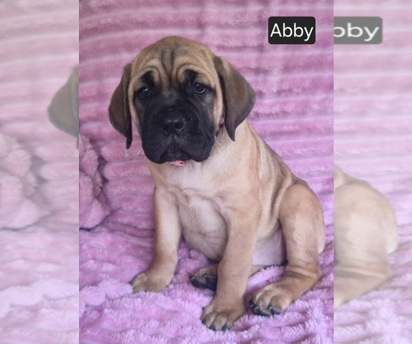 Medium Photo #7 Cane Corso Puppy For Sale in MINERAL WELLS, WV, USA