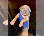 Puppy Puppy 4 American Bully