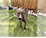 Small #6 American Staffordshire Terrier Mix