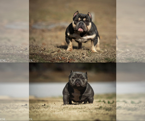 American Bully Puppy for sale in AUGUSTA, GA, USA