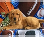 Small Photo #3 Golden Retriever Puppy For Sale in CHRISTIANA, PA, USA