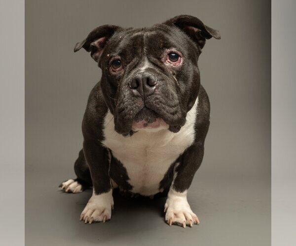 Medium Photo #1 American Bulldog-Unknown Mix Puppy For Sale in Rowlett, TX, USA