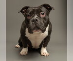 Small American Bulldog Mix