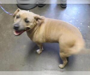 Mutt Dogs for adoption in Tulsa, OK, USA