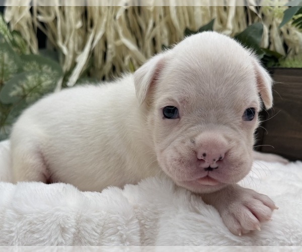 Medium Photo #4 Boxer Puppy For Sale in PAWNEE CITY, NE, USA