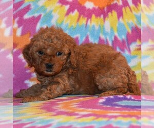 Goldendoodle-Poodle (Miniature) Mix Puppy for sale in SUNBURY, PA, USA