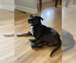 Small American Staffordshire Terrier-Labrador Retriever Mix