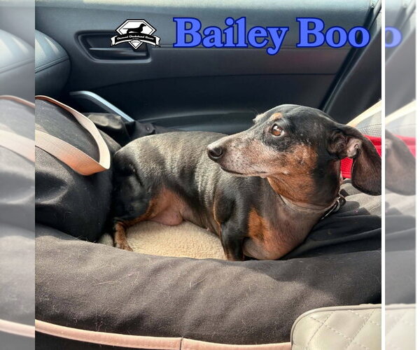 Medium Photo #10 Dachshund Puppy For Sale in San Antonio, TX, USA