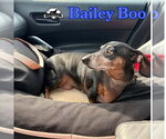 Small Photo #10 Dachshund Puppy For Sale in San Antonio, TX, USA