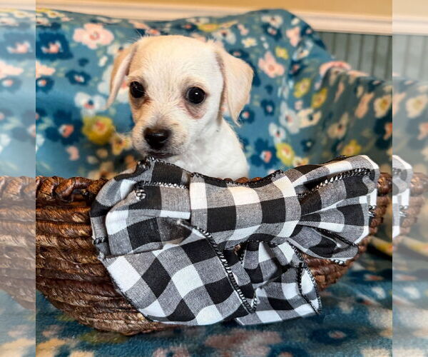 Medium Photo #4 Chihuahua-Unknown Mix Puppy For Sale in Pacolet, SC, USA