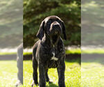 Small Photo #5 Neapolitan Mastiff Puppy For Sale in NAPPANEE, IN, USA