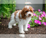 Small #2 Poodle (Miniature)