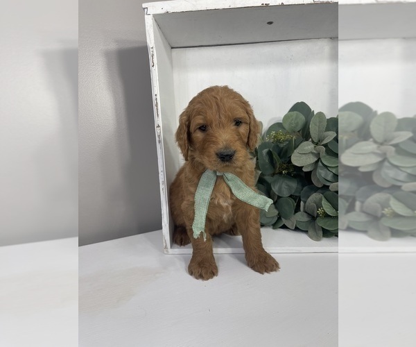 Medium Photo #2 Goldendoodle Puppy For Sale in WOODBURN, IN, USA