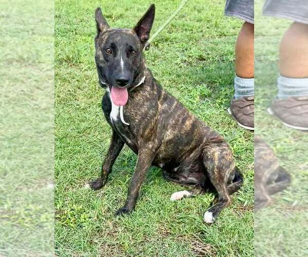 Medium Photo #2 Dutch Shepherd -Unknown Mix Puppy For Sale in Abbeville, LA, USA
