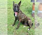 Small #1 Dutch Shepherd  Mix