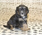 Small #3 Miniature Bernedoodle