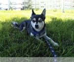 Small Photo #1 Alaskan Klee Kai Puppy For Sale in WINCHESTER, OH, USA