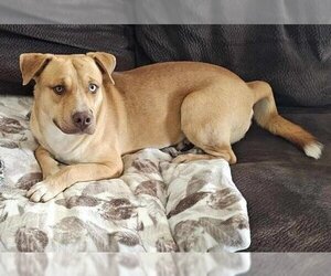 Labrador Retriever-Siberian Husky Mix Dogs for adoption in Pasadena, TX, USA