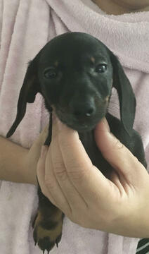 Medium Photo #6 Dachshund Puppy For Sale in HAINES CITY, FL, USA