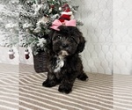 Small #3 Cavapoo (Miniature)