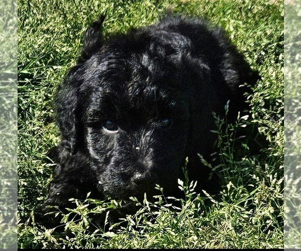 Medium Photo #20 Goldendoodle Puppy For Sale in TARBORO, NC, USA