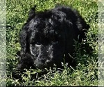 Small Photo #20 Goldendoodle Puppy For Sale in TARBORO, NC, USA