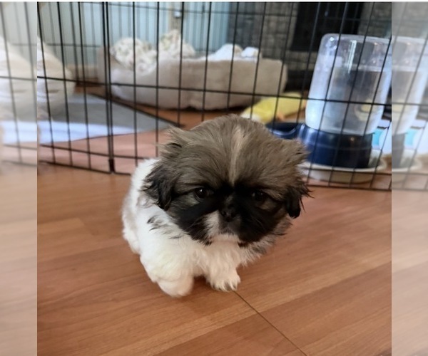 Medium Photo #4 Pekingese Puppy For Sale in ANTIOCH, TN, USA