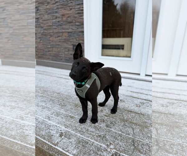 Medium Photo #4 German Shepherd Dog-Unknown Mix Puppy For Sale in Alexander, AR, USA