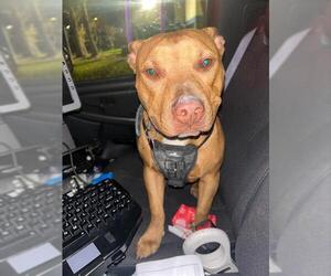 American Pit Bull Terrier-Unknown Mix Dogs for adoption in Alameda, CA, USA