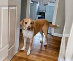 Small #2 Labrador Retriever Mix