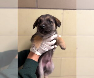 German Shepherd Dog Dogs for adoption in Riverside, CA, USA