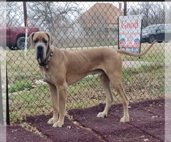Medium Photo #1 Great Dane Puppy For Sale in ALVARADO, TX, USA