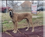 Small Photo #1 Great Dane Puppy For Sale in ALVARADO, TX, USA