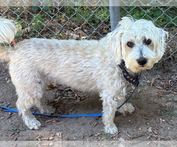 Medium Photo #5 Bichon Frise-Unknown Mix Puppy For Sale in Clarkston, MI, USA