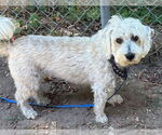 Small #4 Bichon Frise Mix