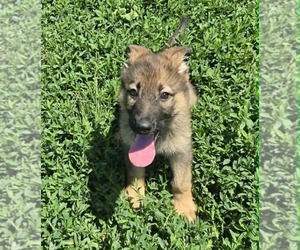 German Shepherd Dog Puppy for sale in RIGA, MI, USA