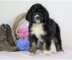 Bernedoodle Puppy for sale in FREDERICKSBG, OH, USA